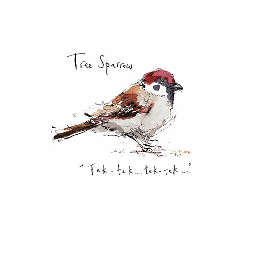 Madeleine Floyd - The Dawn Chorus - Tree Sparrow