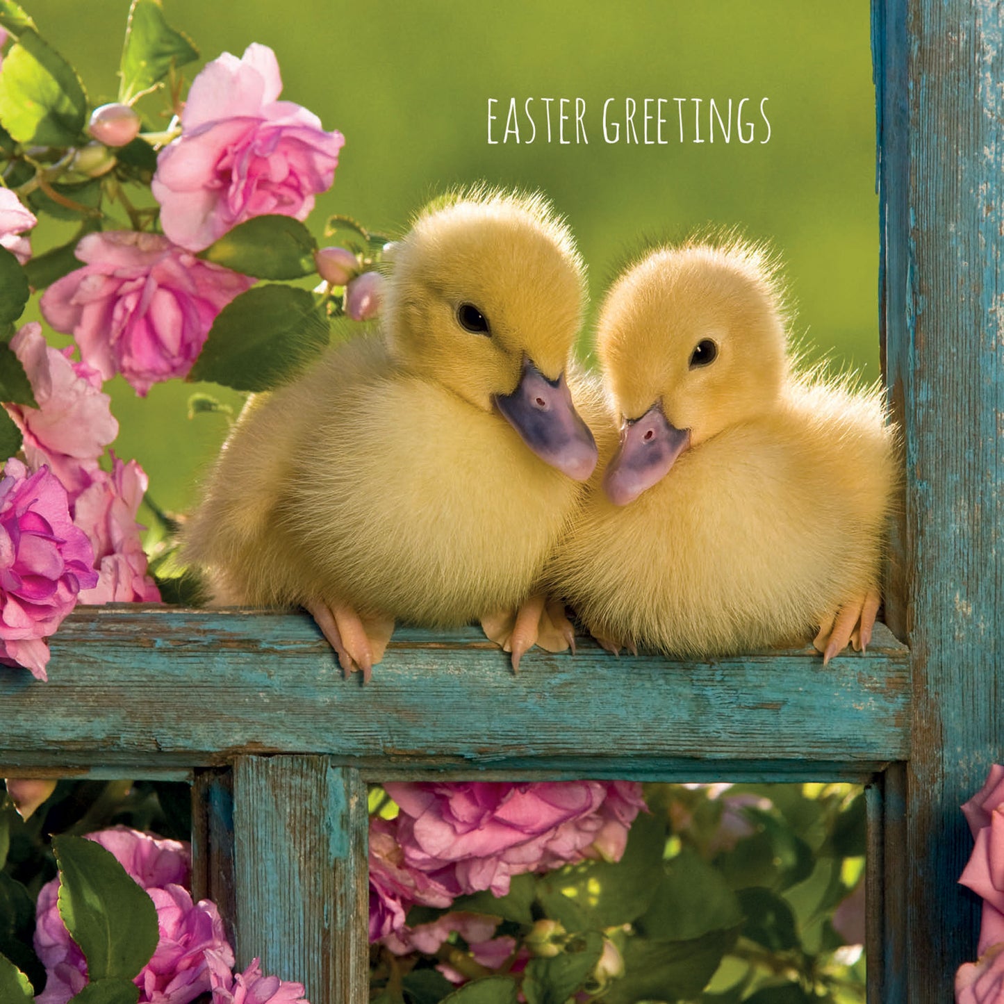 Easter 5 Card Pack - Cute Easter Chicks