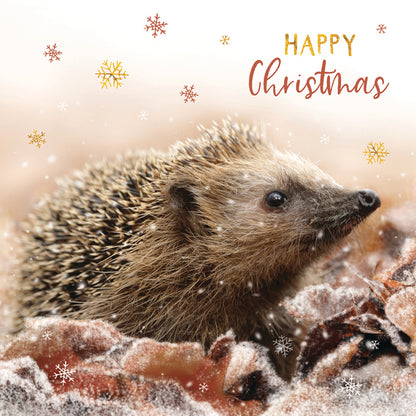 Hedgehog & Snowflakes - RSPB Small Square Christmas 10 Card Pack