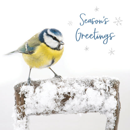 Seasons Greetings - RSPB Small Square Christmas 10 Card Pack