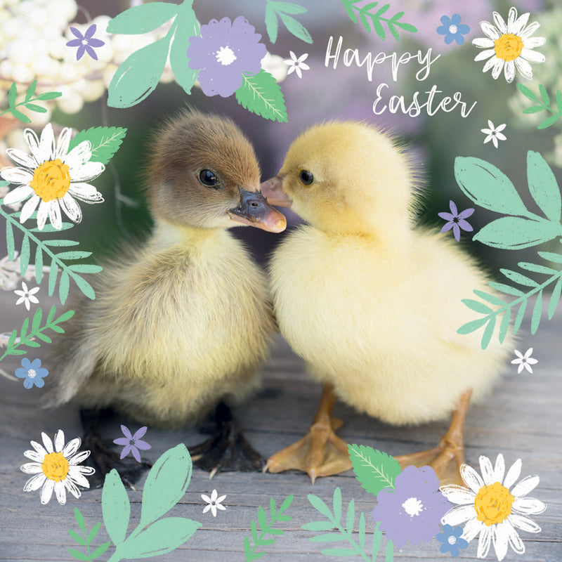 Easter 5 Card Pack - Easter Chick