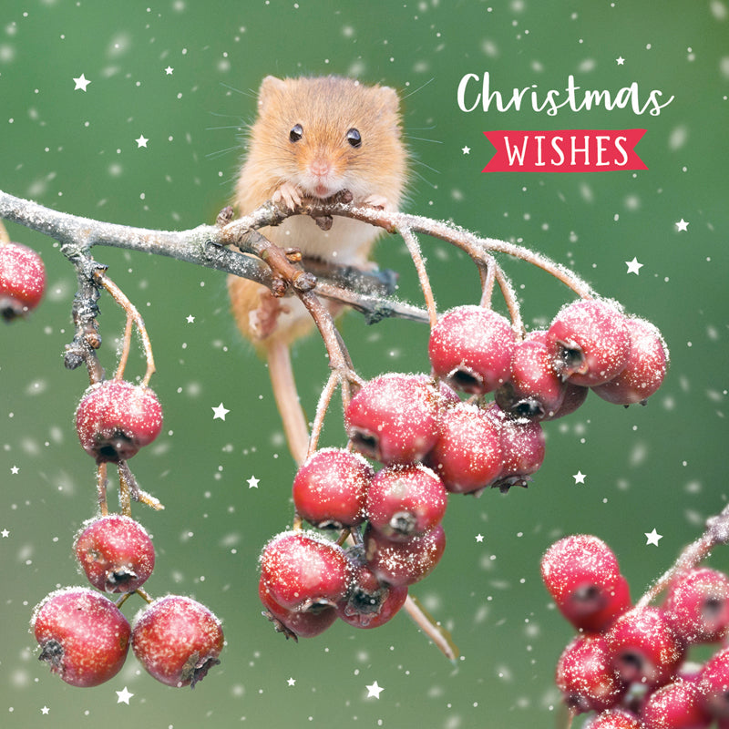 Mouse & Berries - RSPB Small Square Christmas 10 Card Pack