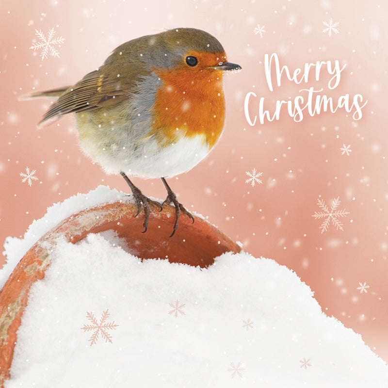 Christmas Robin - RSPB Small Square Christmas 10 Card Pack