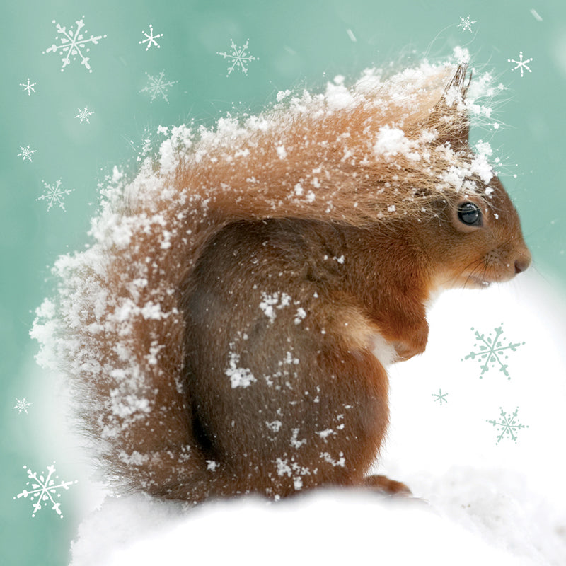 Squirrel In Snow - RSPB Small Square Christmas 10 Card Pack