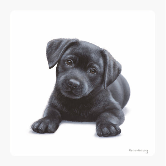 Countryside Collection Card - Black Labrador