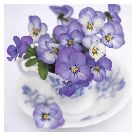 The Garden Studio Card - Pansies in Teacup