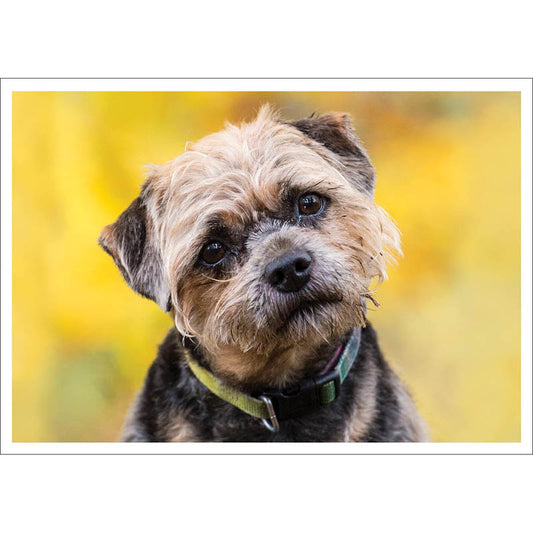 Barking at the Moon Card - Border Terrier (Splimple)