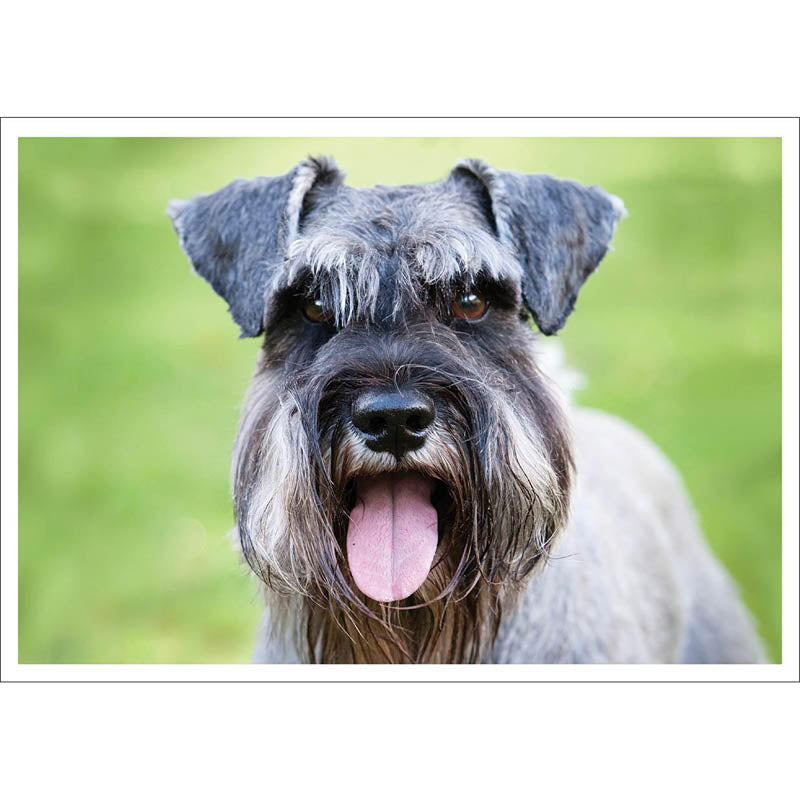 Barking at the Moon Card - Schnauzer (Splimple)