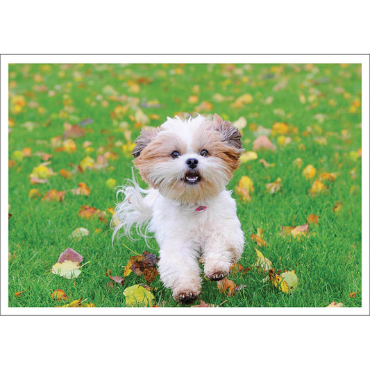 Barking at the Moon Card - Lhasa Apso (Splimple)