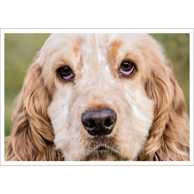 Barking at the Moon Card - Cocker Spaniel (Splimple)