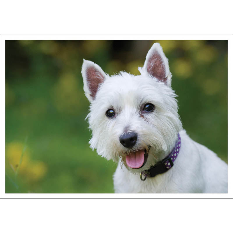 Barking at the Moon Card - West Highland Terrier (Splimple)