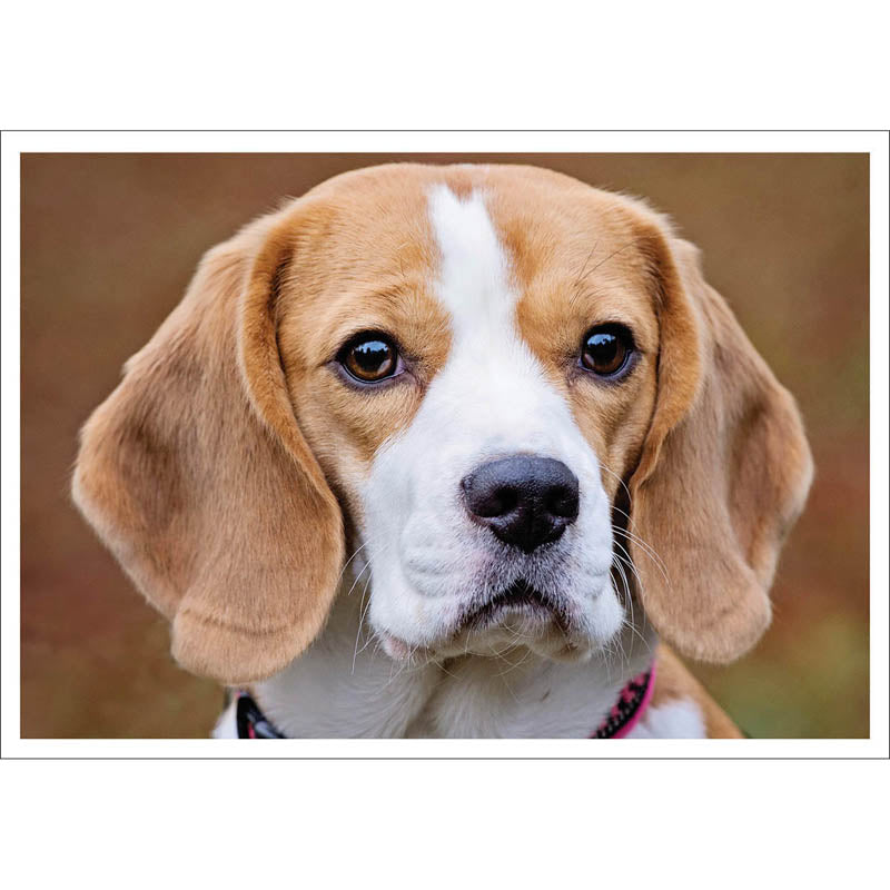 Barking at the Moon Card - Beagle (Splimple)