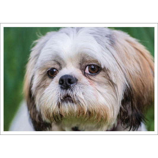 Barking at the Moon Card - Shih Tzu (Splimple)