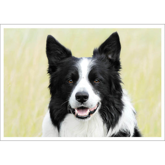 Barking at the Moon Card - Border Collie (Splimple)