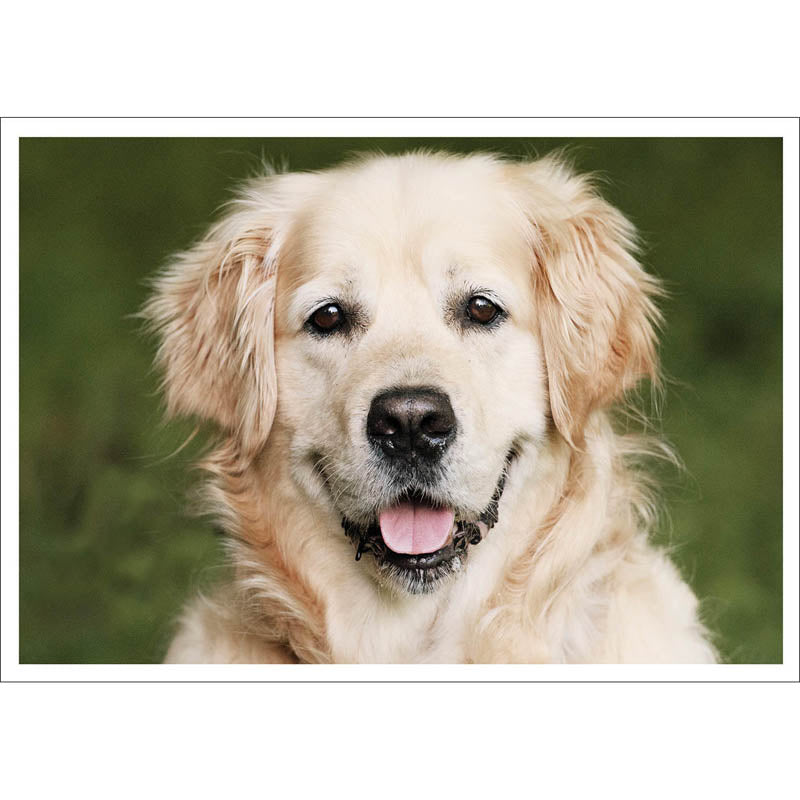 Barking at the Moon Card - Golden Retriever (Splimple)