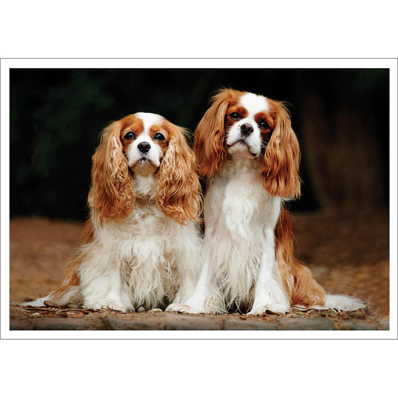 Barking at the Moon Card - King Charles Spaniel (Splimple)