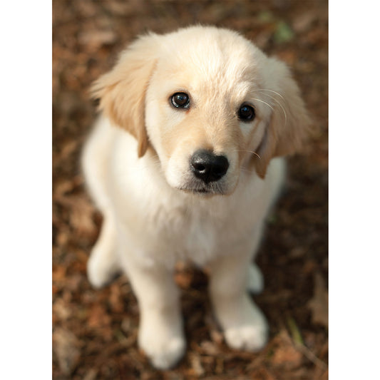 Animal Blank Card - Puppy Looking Up